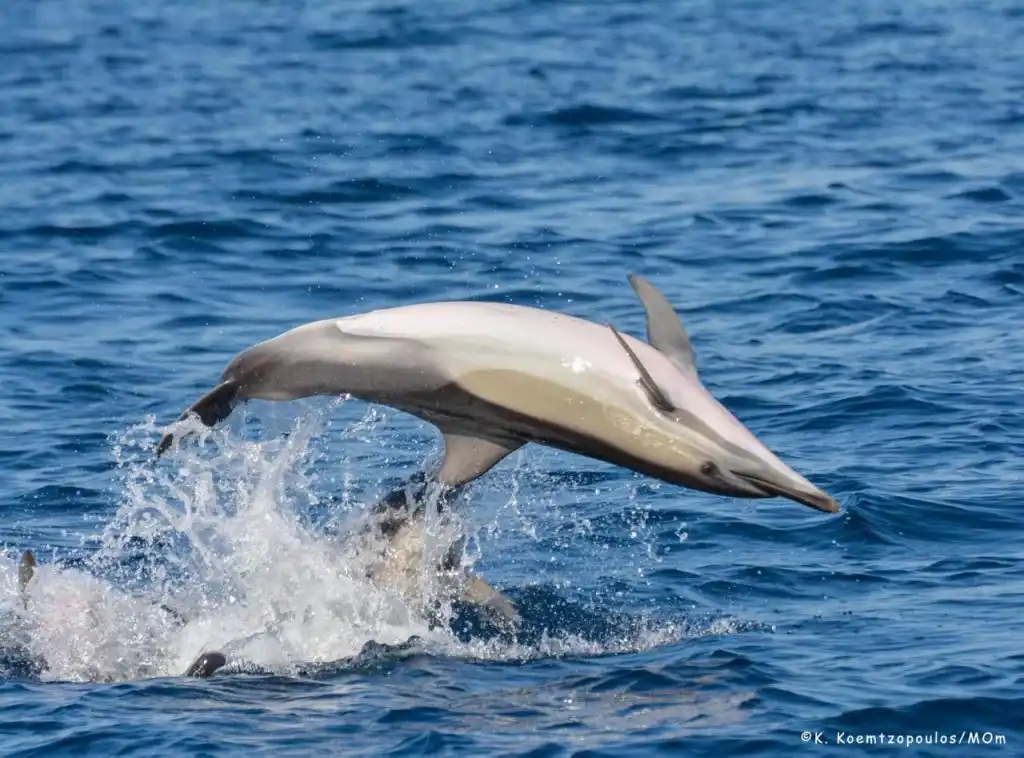 A dolphin leaping out of the sea