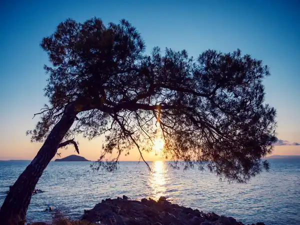 Silhouette of a leaning pine tree against the sunset over the sea