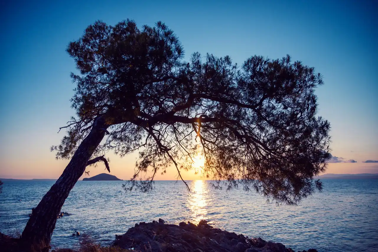 Silhouette of a leaning pine tree against the sunset over the sea