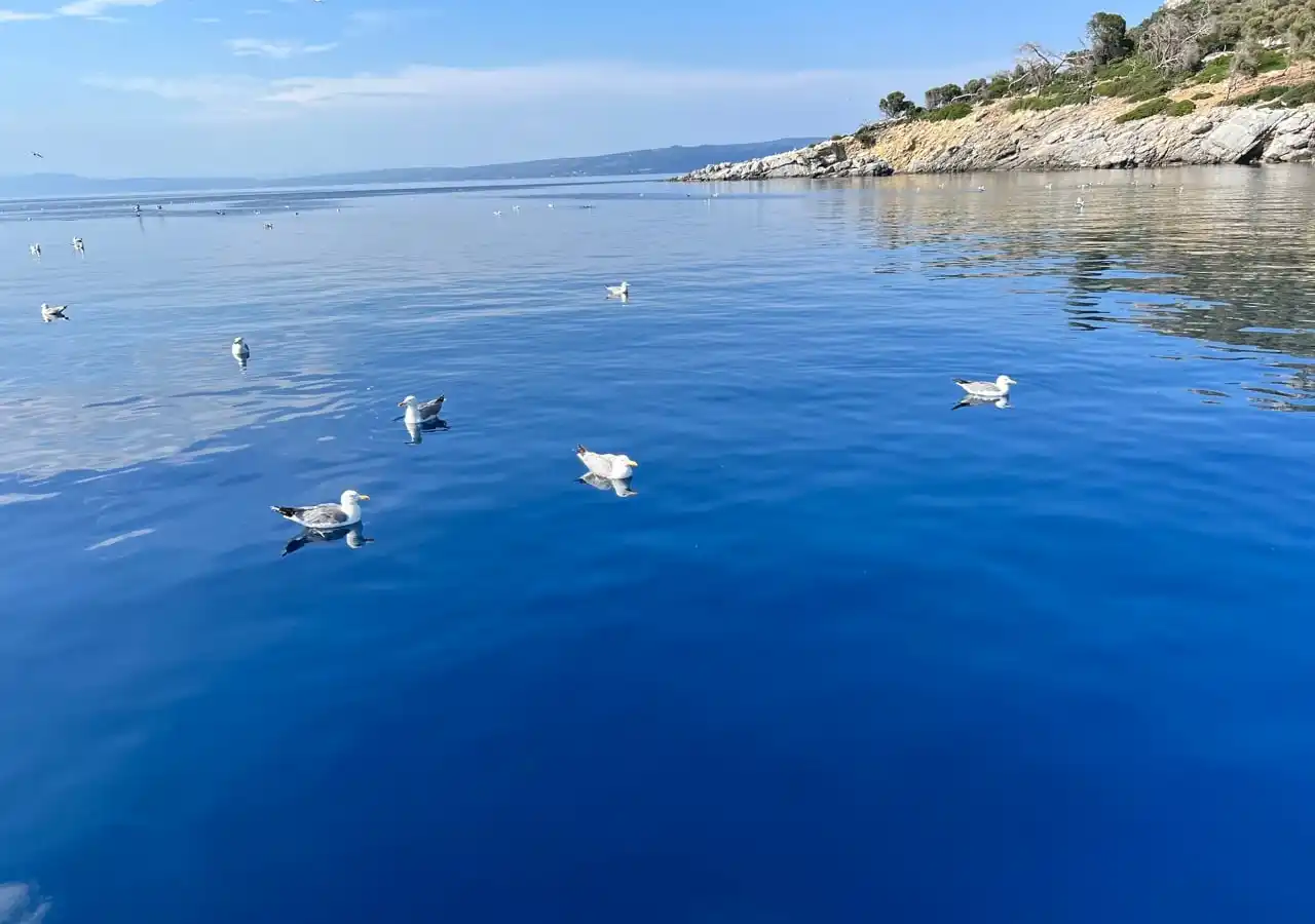 Seagulls floating on calm blue water off a rocky, pine-dotted headland